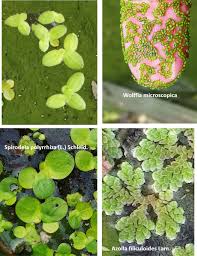 Image result for Wolffiella hyalina