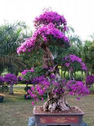 Pin By Yaimara Chacon On Bonsai Bougainvillea Bonsai Bonsai Tree Bonsai Tree Care