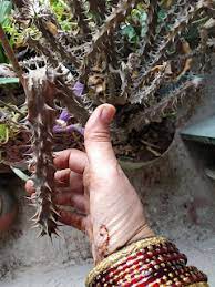 Check spelling or type a new query. Garden Care Simplified Evil Eye On Your Plants Why Plants Die By Evil Eye Effects And How To Prevent Evil Eyes On Your Flowering Plants