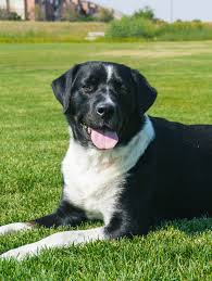 Bernese mountain dog rescue in colorado. Bernese Mountain Dog Puppies Rescue Colorado Bmo Show