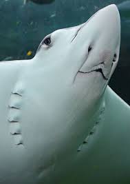 Ray Face Ocean Creatures Animals Ocean Animals