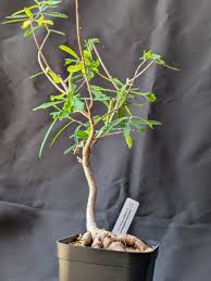 Image result for Euphorbia matabelensis