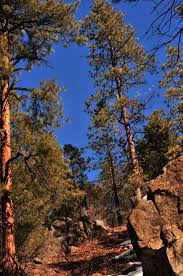 Pinus Ponderosa Ponderosa Pine Or Western Yellow Pine Is A Very Large Coniferous Evergreen Tree Of Variable Hab Ponderosa Pine Landscape Beautiful Landscapes