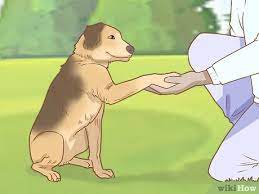How to Treat Your Dog: 13 Steps (with Pictures) - wikiHow
