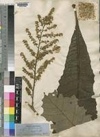 Image result for Vernonia conferta