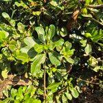 Image result for Manilkara mochisia