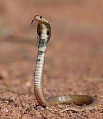 Baby Cobra Snake Baby Cobra King Cobra Snake Cobra Snake