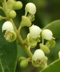Image result for Adenia gummifera