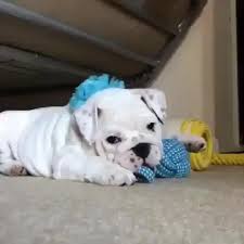 Englishbulldog On Instagram This Shot Feels So Professional Beaumont Wrinkles Tofubully Rate 1 To 100 Bulldog Puppies Cute Bulldogs Bulldog