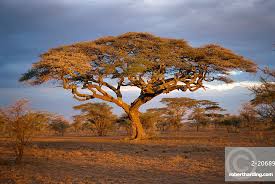 Image result for Acacia tortilis