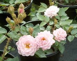 Müsaitlik iyi ve fiyatlar harika. Dresden Doll Lens Roses