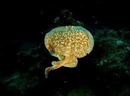 They are only found in warm water like the caribbean sea and the gulf of mexico. Muh4ch Squxddm