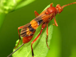 Maybe you would like to learn more about one of these? Texas Wasps Pictures And Identification Green Nature