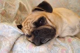 Mi Perro Vomita Espuma Amarilla Que Puedo Hacer Redcanina Es