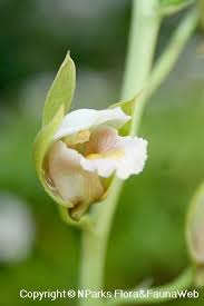 Image result for Eulophia tuberculata