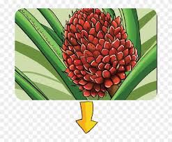 The malaysian oil palm industry should seriously look into the old sludge treatment system ffa are undesirable in palm oil. Ffb Palm Fruit Oil Processing Plant Manufacture Extraction Oil Palm Fruit Bunch Free Transparent Png Clipart Images Download