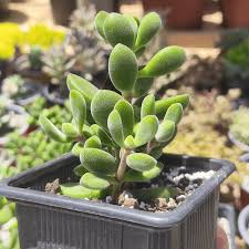 Image result for Orbea rogersii