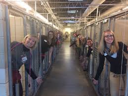 'pikes peak live presented by mobil 1' returns for 2021 with more for fans. Colorado Animal Shelter Finds Homes For All Of Its Dogs