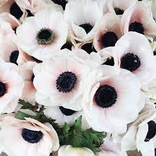 9 long stems of 'real touch' (white) artificial anemone silk flowers with leaves, flower arrangement decoration, 48cm (18.9 inches) Anemones Black White And Nature Plants Pretty Flowers Love Flowers
