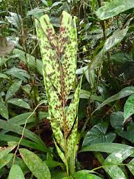 Image result for Pearsonia aristata