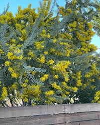 Image result for Acacia davyi