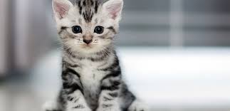Ruyada Yavru Kedi Gormek Ne Anlama Gelir