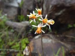 Image result for Tulbaghia friesii