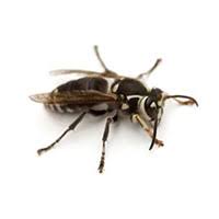 We did not find results for: Bald Faced Hornet Identification Habits Behavior Batzner Pest Control