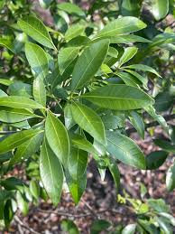 Image result for Vepris bremekampii