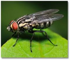 This may sound too vague and obvious, but it is best to remain vigilant in your house with regards to possible insects. How To Get Rid Of Flies And Keep Bugs Out Of The House