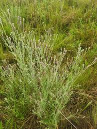 Image result for Gutenbergia rueppellii