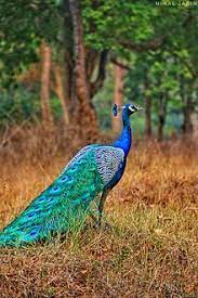 See more of peacock tv on facebook. Peafowl Wikipedia