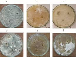 Image result for Menisorus pauciflorus