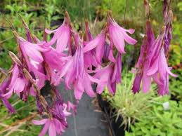 Image result for Dierama formosum/plowesii intermediates