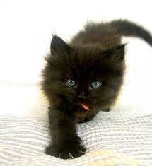 Poemes Sur Animaux Animaux Animaux Mignons Bebes Animaux Mignons