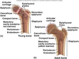 Each epiphysis meets the diaphysis at the metaphysis, the narrow area that contains the epiphyseal plate (growth plate), a layer of hyaline. Longitudinal Section Of Bone
