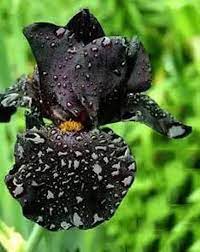 20 Seeds Rare Rare Heirloom Iris Tectorum Perennial Flowers Garden Plants Unusual Flowers Iris Flowers Flowers Perennials