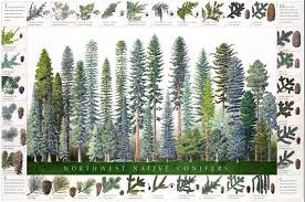 northwest conifers tree poster identification chart