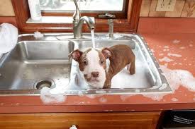 Pitbull Puppy Shower Pitbulls Pit Bulls American Pitbull Terrier