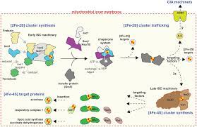 Frontiers On The Origin Of Iron Sulfur Cluster Biosynthesis In Eukaryotes Microbiology