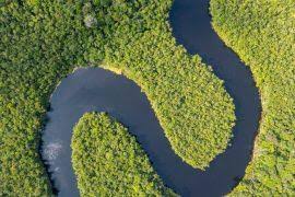 Image result for Xyris capensis