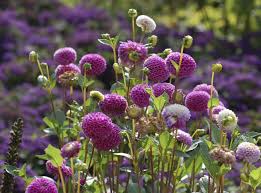 Der monat september stellt den übergang zwischen sommer und herbst dar, im garten gilt es nun bereits einiges für die kühlere jahreszeit vorzubereiten. Herbstbluher Lassen Den September Leuchten Garten News Garten