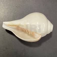 Blowing Conch Shell / Shankh 7.2