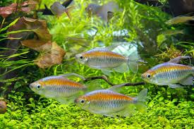 How to use tetra in a sentence. Congo Tetra Phenacogrammus Interruptus Tetra Advanced Fishkeeper Blog
