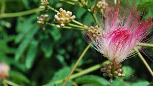 Image result for Albizia