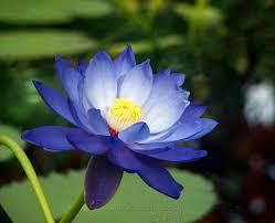 Lotus Flower Love This Shade Of Blue Blue Lotus Flower Lotus Flower Wallpaper Blue Lotus