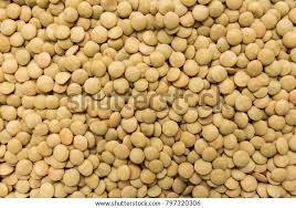 Image result for Lens culinaris