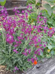 Image result for Justicia incana