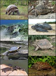 Anda bisa berwisata sambil belajar tentang satwa lebih tepatnya tentang kura kura. Kura Kura Wikipedia Bahasa Indonesia Ensiklopedia Bebas
