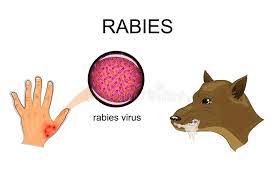 The avma also maintains a list of state rabies laws. Dog Bite Sick Animal The Rabies Virus Stock Vector Illustration Of Frenzy Madness 81689416